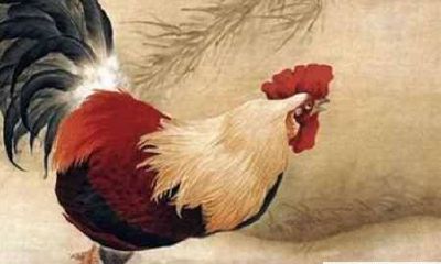 十二生肖鸡的来历,生肖鸡的传说故事,属鸡的寓意