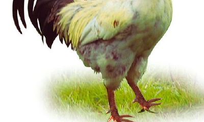 属鸡农历八月出生命运如何 农历8月出生的属鸡人命好吗