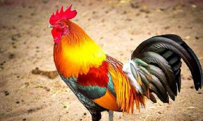 属鸡的人的严重弱点缺点是什么