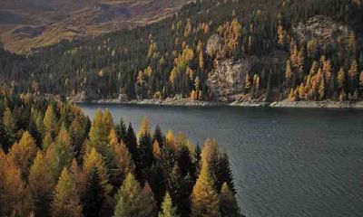 属鸡男容易被什么吸引 哪种女人最容易得到属鸡男的喜欢