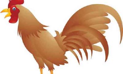 属鸡人2021年幸运色是什么 属鸡2021年开运颜色 穿衣幸运色