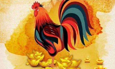 1993年出生的属鸡人一生财运如何