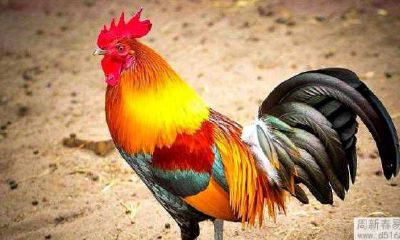 2017年属鸡的男孩子2022年全年运势如何