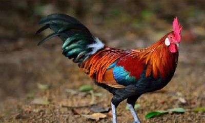 1969年出生的属鸡女的命运 命中贵人生肖是谁