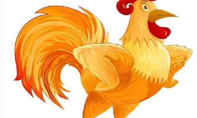 属鸡女与哪些生肖可以组成最佳婚配对象