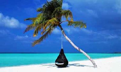 六月出生的属鸡人命运好不好 是什么样的人