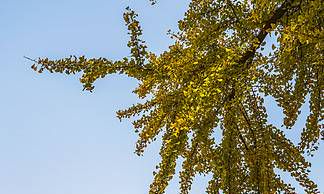 属鸡的2023年是犯太岁吗 该怎么化解