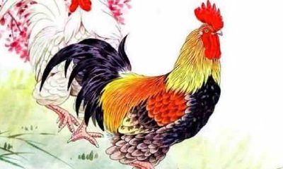 93年属鸡人2021年运势运程好不好