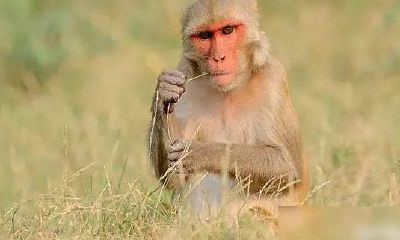 2004年生肖猴的幸运色是什么颜色忌讳什么颜色