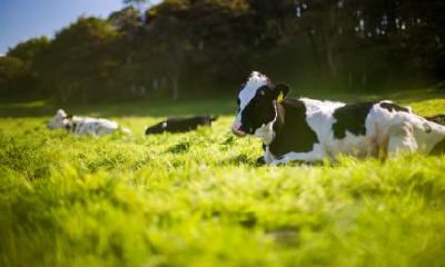 属牛的阿姨照顾属猪的小宝宝好不好 会相冲吗