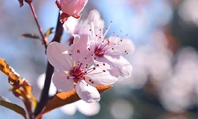 羊刃桃花是什么意思 桃花煞要怎么化解