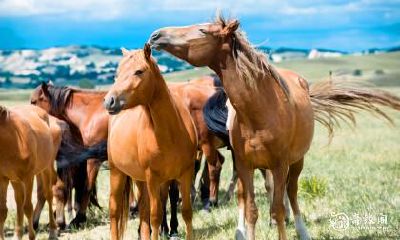 属马2023.2.11运势 被嘉奖