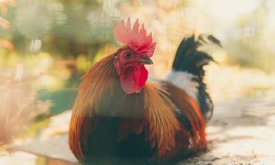 属鸡做什么颜色指甲招财 本命年做红指甲运势能好吗