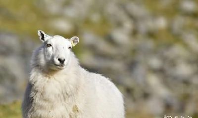 养殖场起名 养殖公司名称大全简单大气