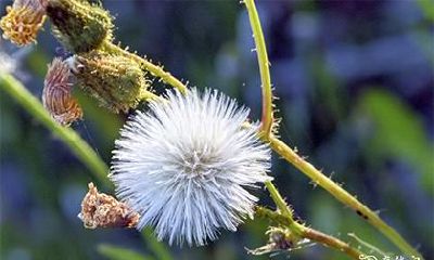 高考穿旗袍有什么讲究 送考穿旗袍穿什么颜色的讲究