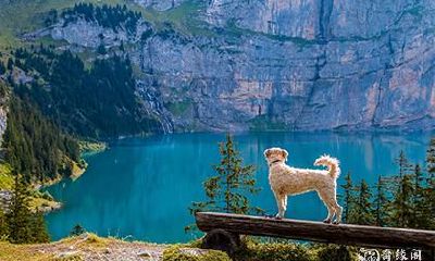 属狗2022.12.23运势 万事大吉