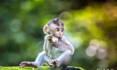 十二月的猴五行属什么 生肖猴五行喜忌