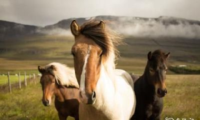 属马幸运色 属马一生吉祥颜色