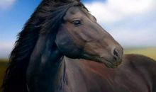 1954年属马的人2021年运势 68岁佩戴什么吉祥物好