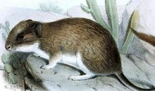 属鼠本命年真的很不好 2020鼠年24岁本命年戴什么