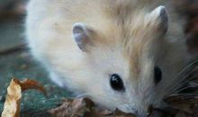 1948年属鼠是什么命？2020年运势如何本命年多少岁？