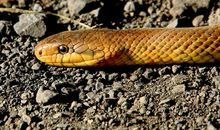 红红火火的生肖属相代表