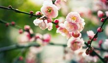 2020年开始，收入大涨，聚财有道，加官进爵，非官即贵的五生肖