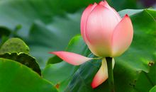 11月财运大旺，贵人八方来，3生肖黄金堆满屋，家产丰厚