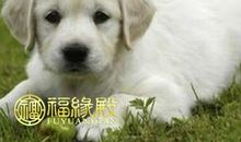 属蛇跟属狗配吗