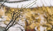 下半年！咸鱼大翻身，运势大吉，前程似锦的3个生肖