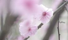 11月行好运，财运如虹，喜事频发，越来越有钱的3生肖