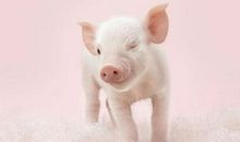 办公室风水：生肖猪办公室吉位