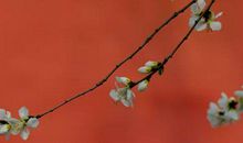 农历2020年腊月十二月十七出生的女宝宝结合古诗词取名字