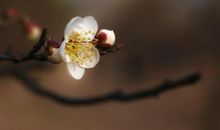 11月财运一飞冲天，4大生肖了不得