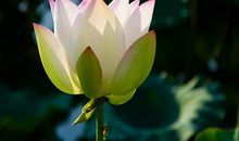 性格很好的四个星座，不轻易发脾气，更不会斤斤计较