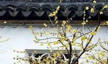 农历2020年腊月十二月二十出生的女宝宝取什么名字好听又高分