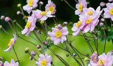 2020年红鸾星动桃花运爆红的生肖,鼠年哪个属相红鸾星动