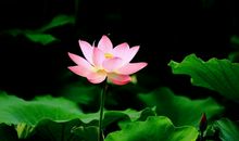 想不发财都难！3个生肖，11月中旬运势冲天，福气无边