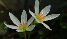 11月下半旬，贵人相助，招财进宝，时来运转的4生肖