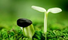 实不相瞒：7天内运势提升，横财如雨下，富贵到来的属相