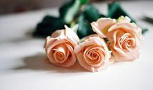 爱情计谋：运筹帷幄是哪些星座较为擅长