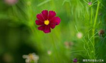 2020年闷声发大财，事业蒸蒸日上，成为有钱人的四生肖