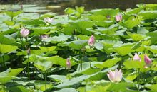 11月18号开始，3生肖迎来自己的好运势，运势如虹，财源广进！