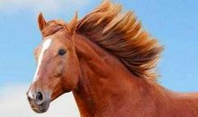 2020年属马冲太岁怎么办，冲太岁是什么意思