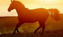 鼠年生肖马犯太岁很严重吗?2020年属马犯太岁怎么办