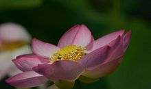 11月到年底，3生肖运势上涨，贵人进门，事业旺！