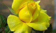 6月1日-3日星座运势：白羊相处融洽，狮子坚持到底，射手注重细节