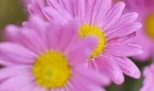 漂亮又有钱的生肖女，生的孩子长大不是达官也是显贵，家境殷实