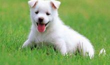 1970年属狗的人2021年运势 52岁佩戴什么吉祥物好