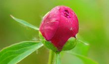 11月中旬开始运势红火的生肖，横财连连，一生富贵不断